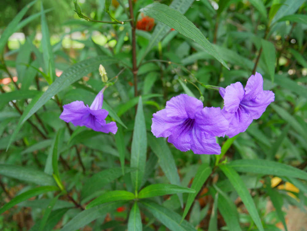 蓝花草花似喇叭