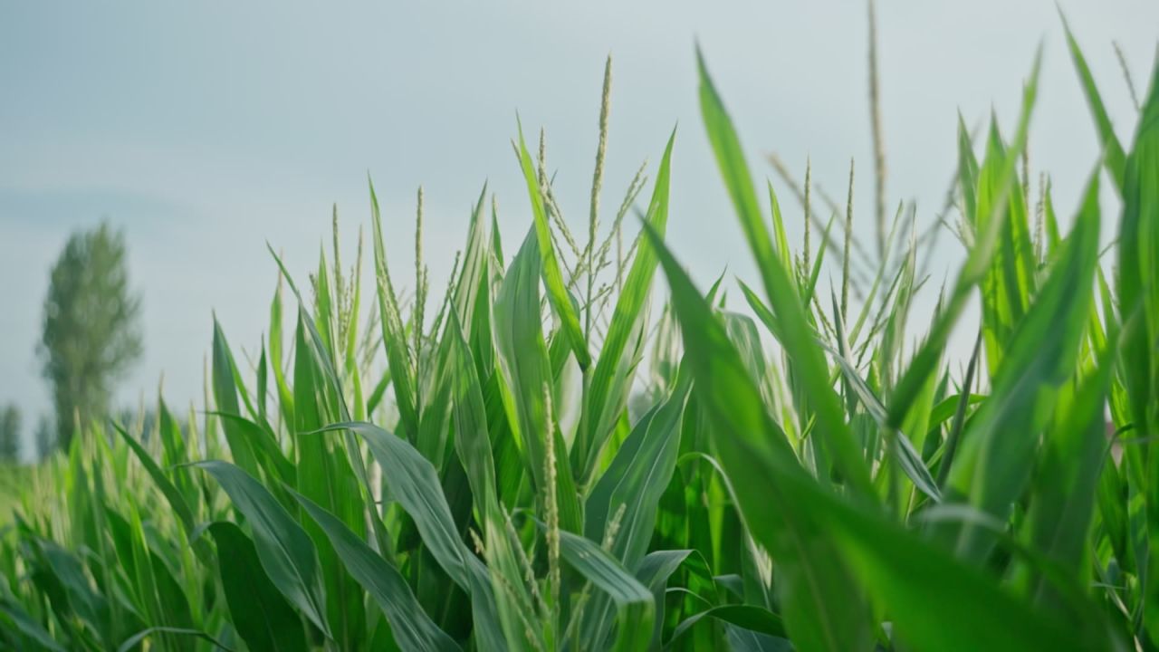 立秋时节授粉期的玉米升格视频 2