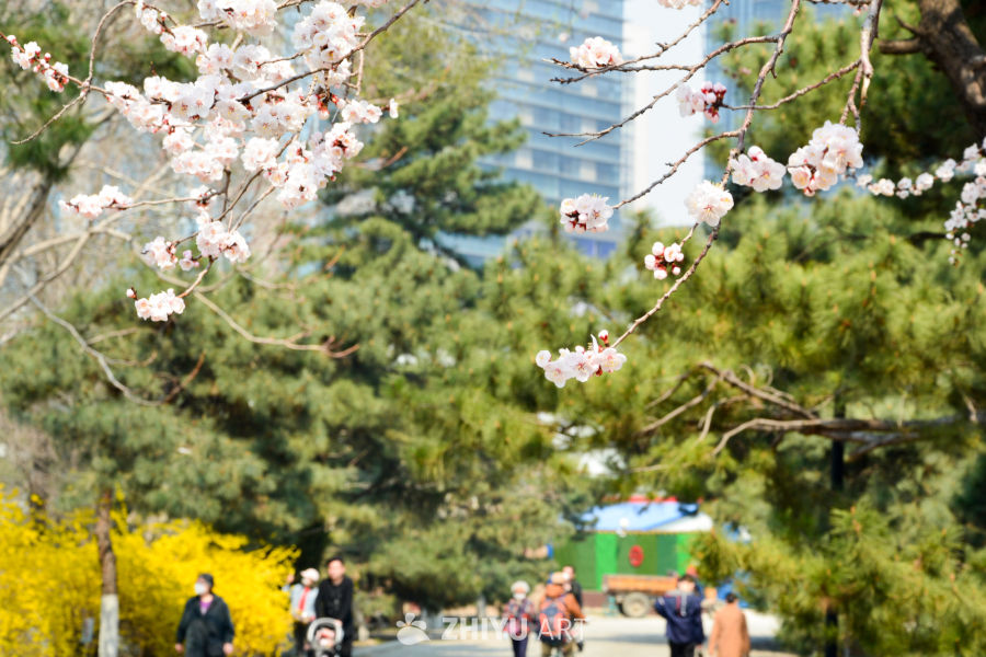 春花山桃