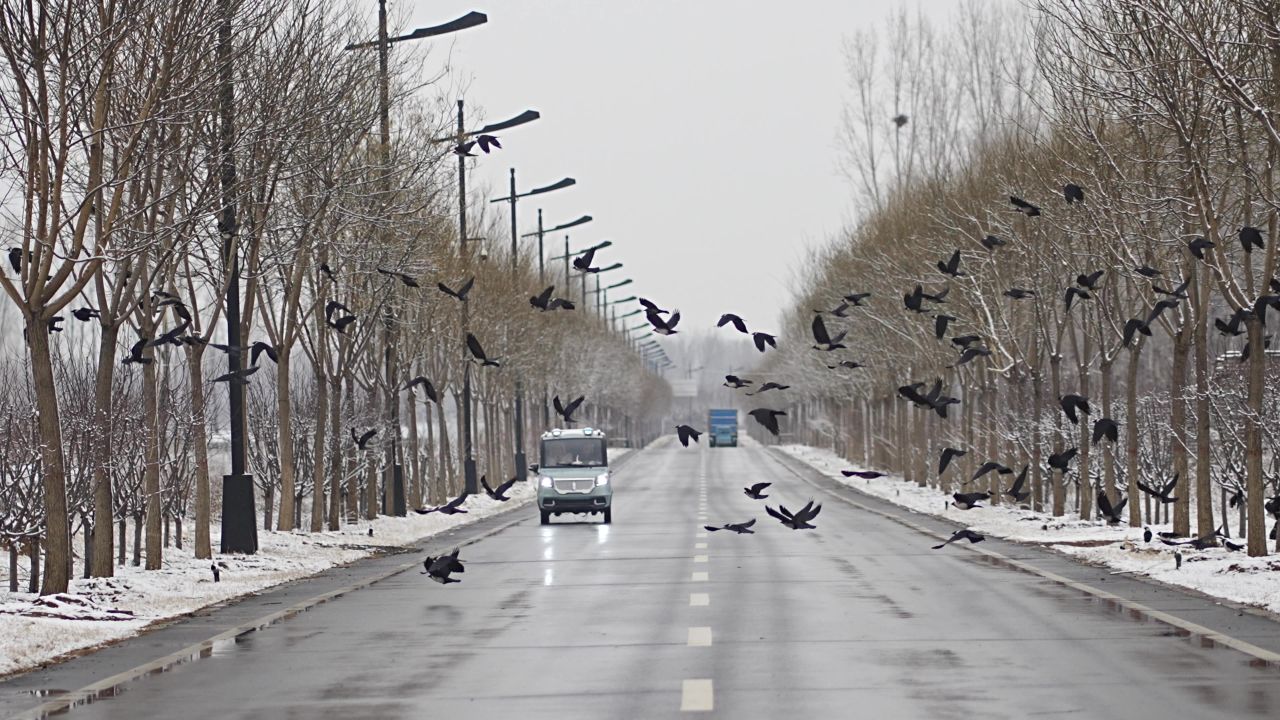 冬季鸟飞过道路中央