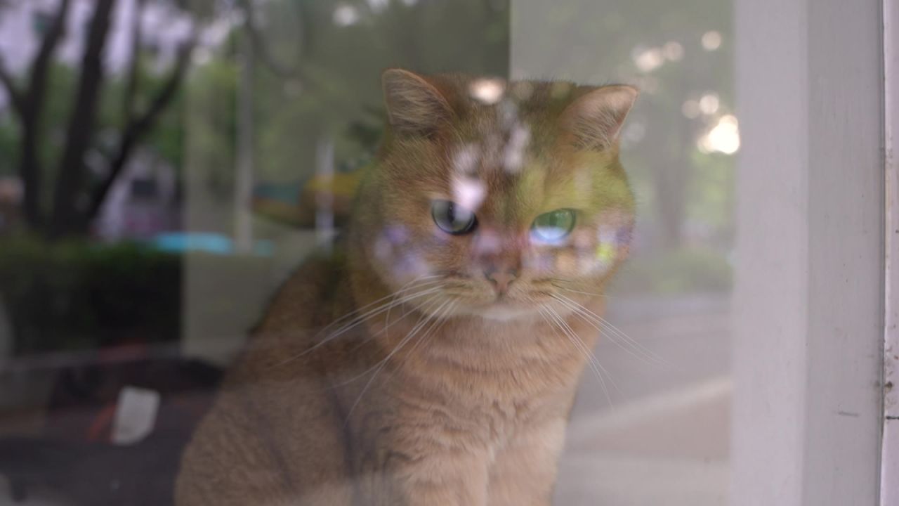 动物 8