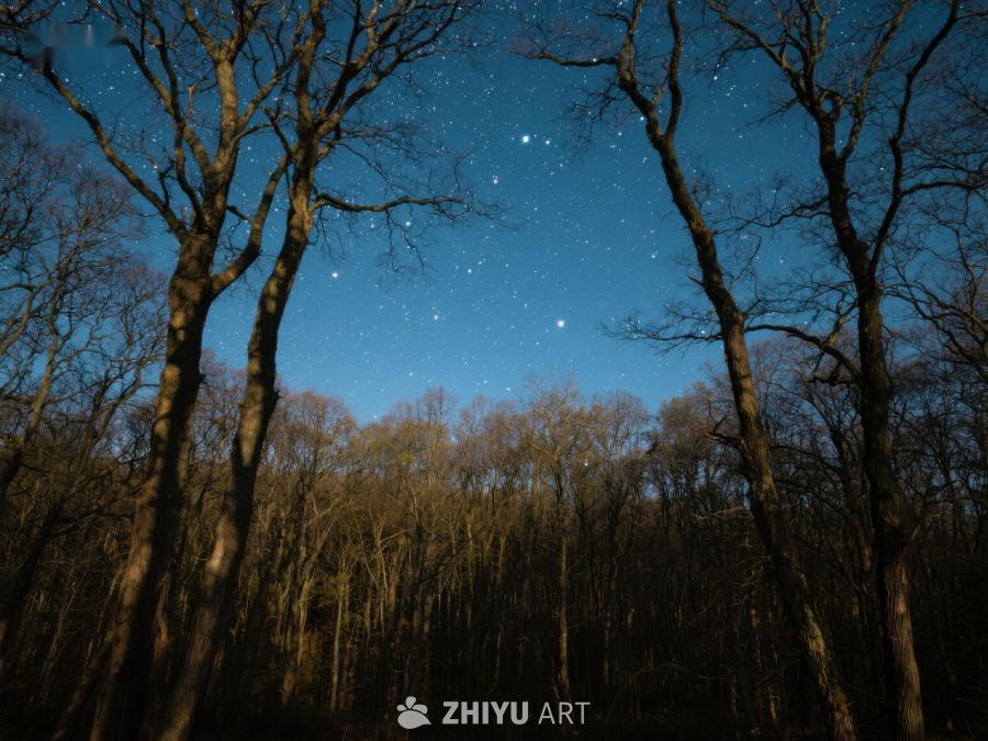 夜空下的寂静森林 337