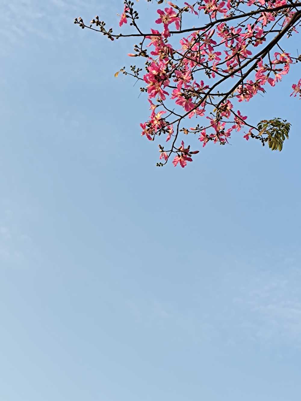 木棉花