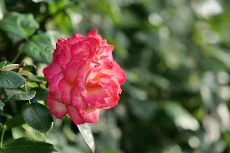 月季花 29
