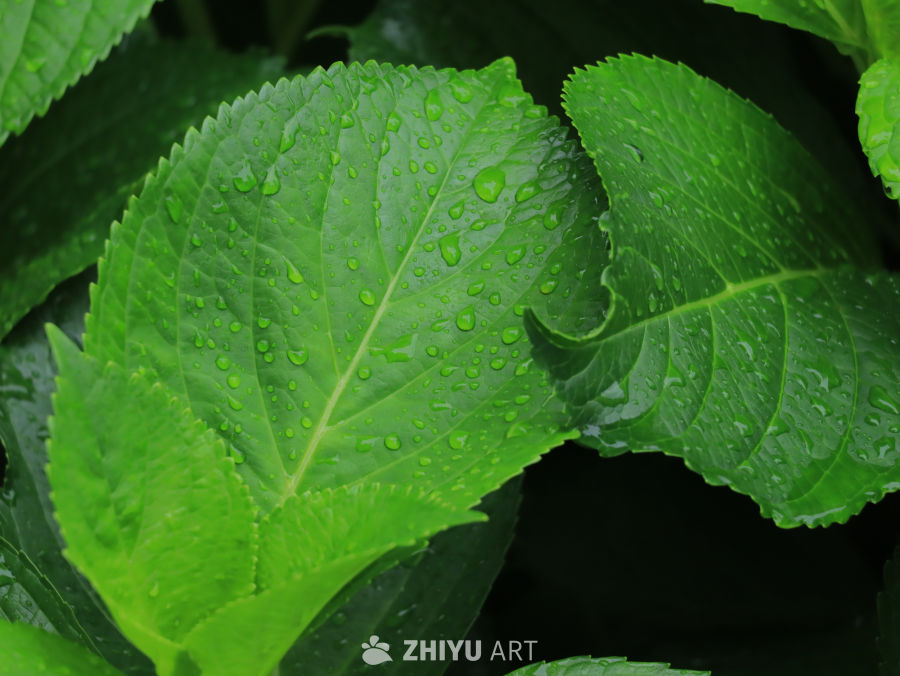 雨后的绿叶