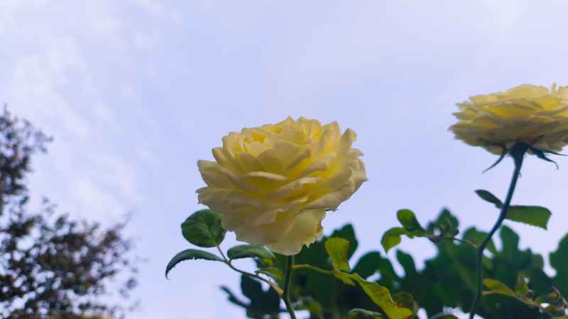 月季花