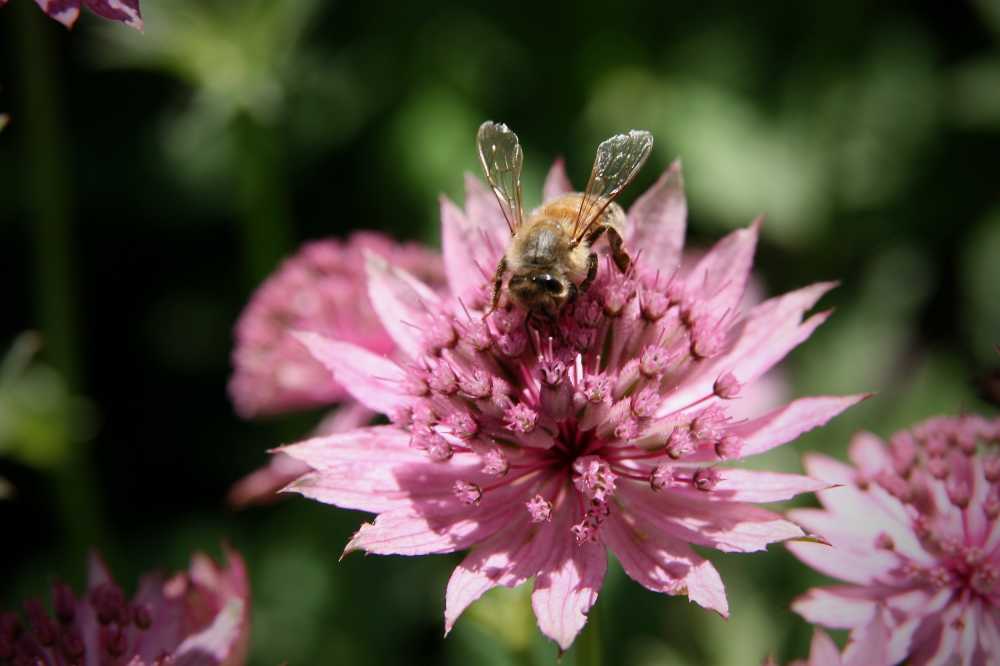 昆虫蜜蜂开花收集