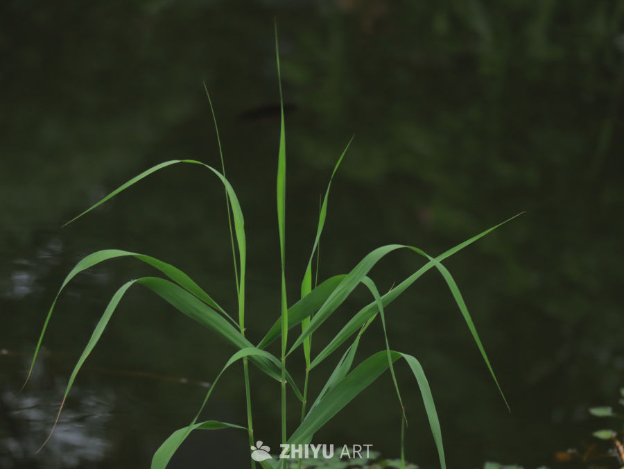 芦苇静谧水边