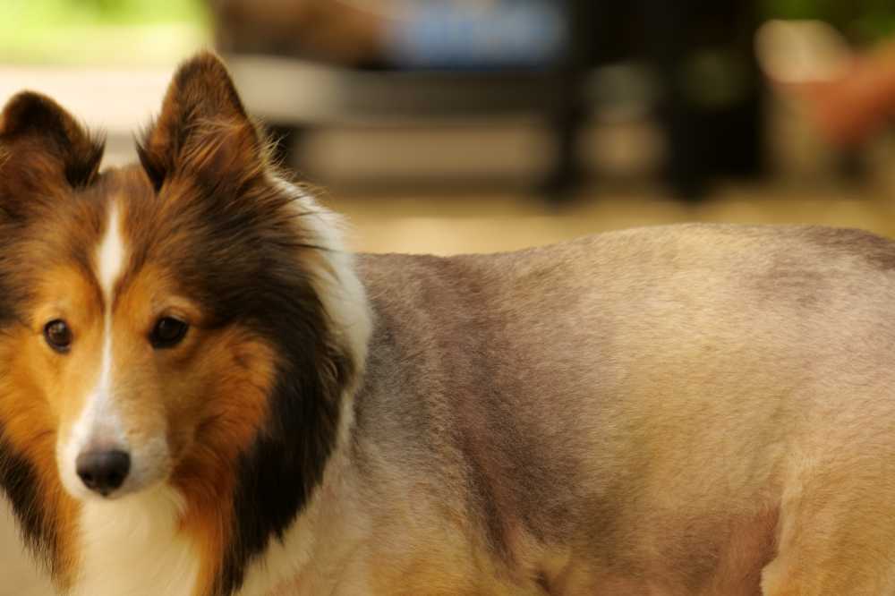 喜乐蒂牧羊犬