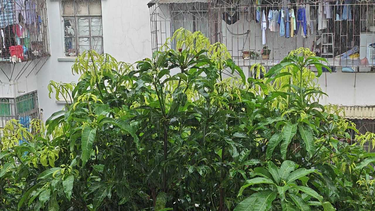 4K大雨小区芒果树2