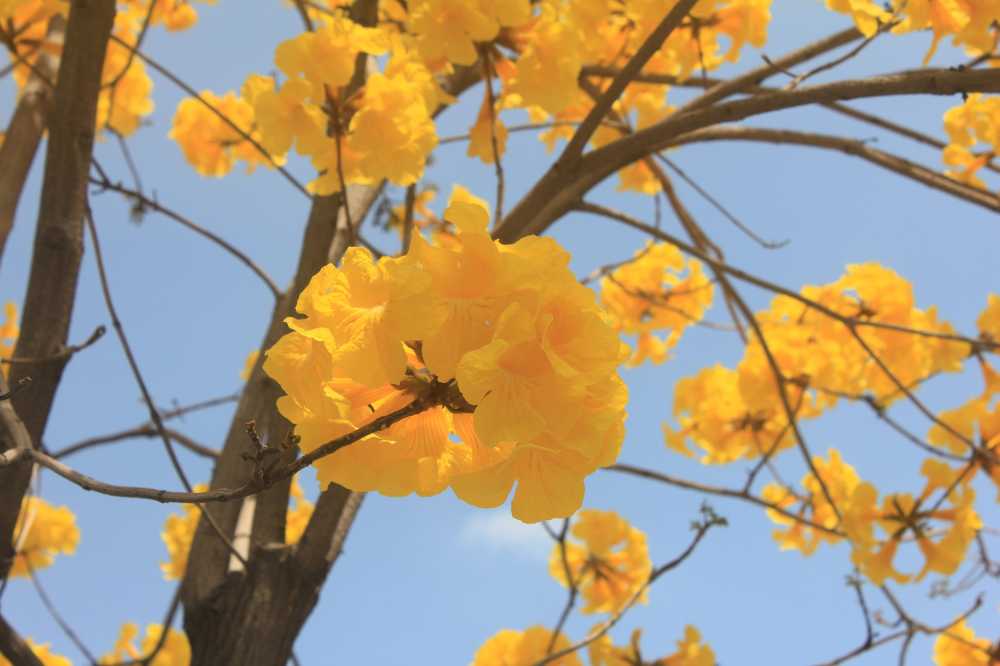 春·花