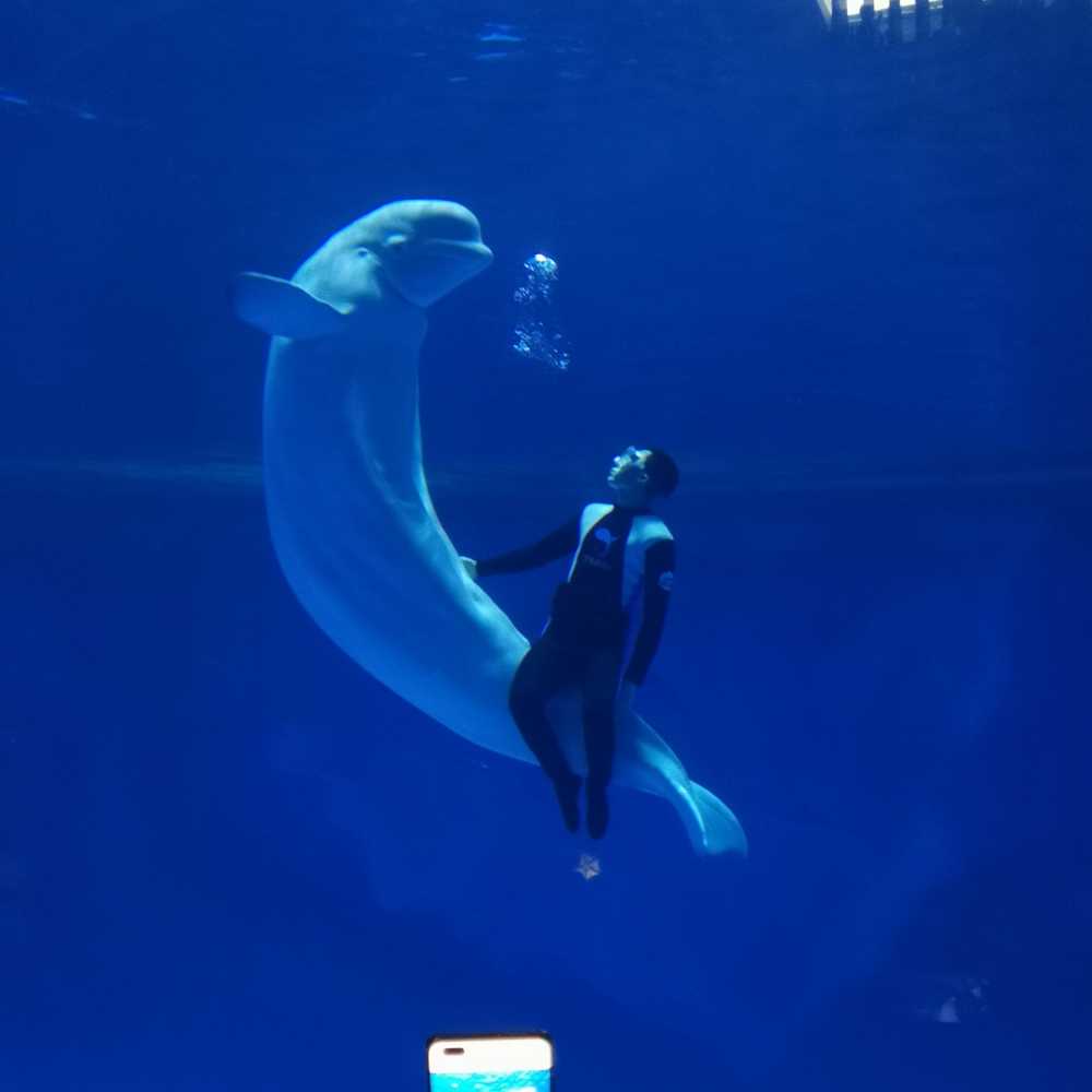 海豚