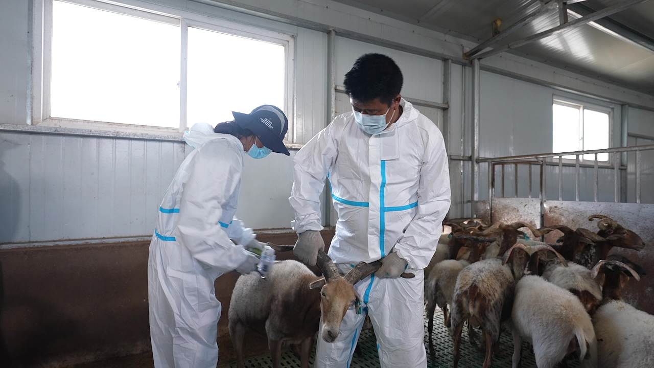 畜牧兽医团队工作记录