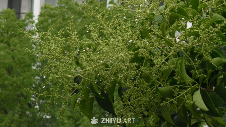 雨后清新枝头