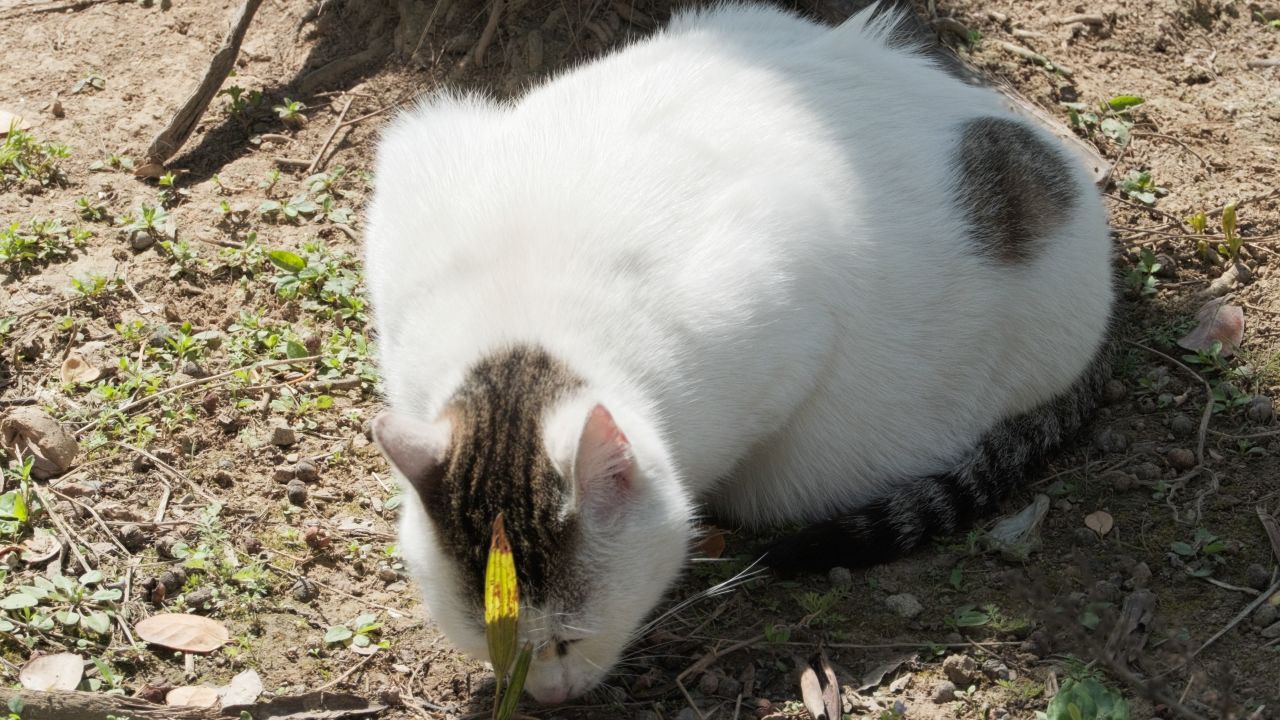 猫在地上打滚4K实拍