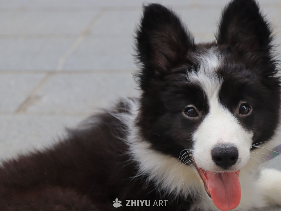 萌宠边境牧羊犬