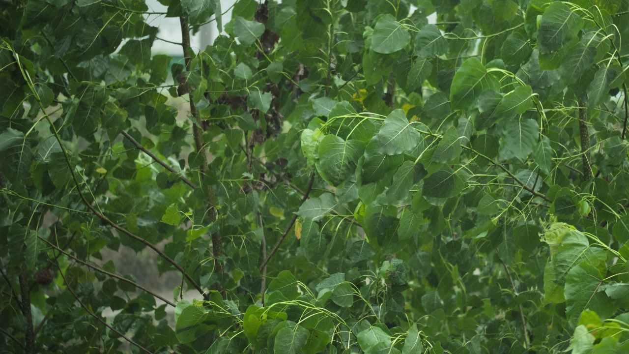 下雨清明谷雨酸雨倾盆大雨蒙蒙细雨 41