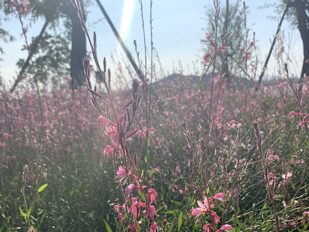 手机拍摄花花草草