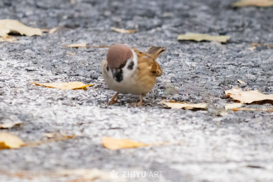 秋日地上的小鸟