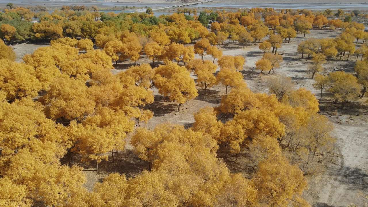 航拍内蒙古额济纳弱水黑城景区的油画胡杨林 3