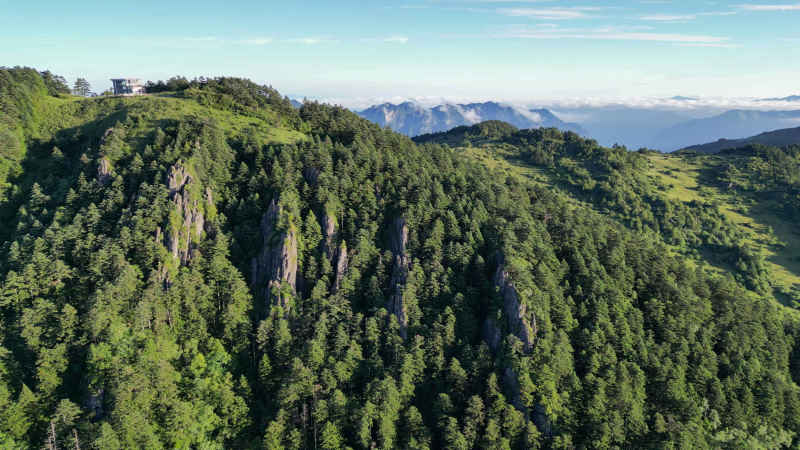 航拍湖北神农架林区原始森林