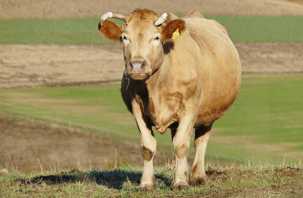 牛肉牧场农业动物