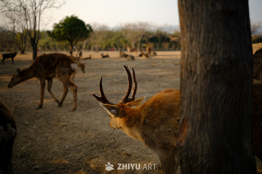 鹿群在林间漫步