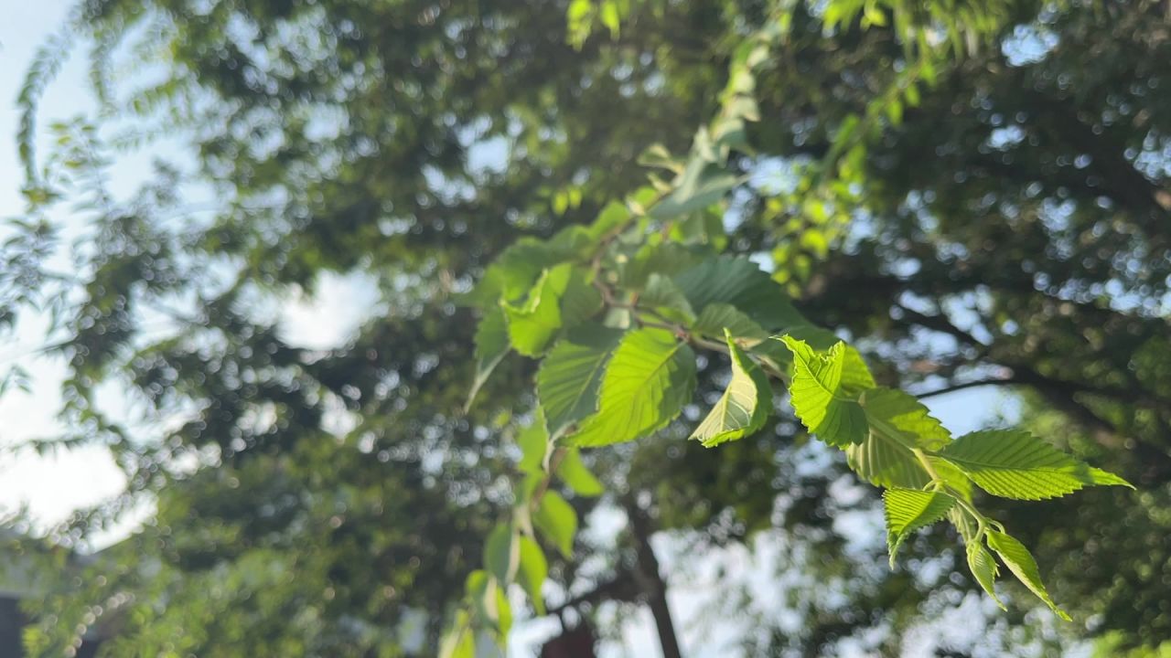 植被