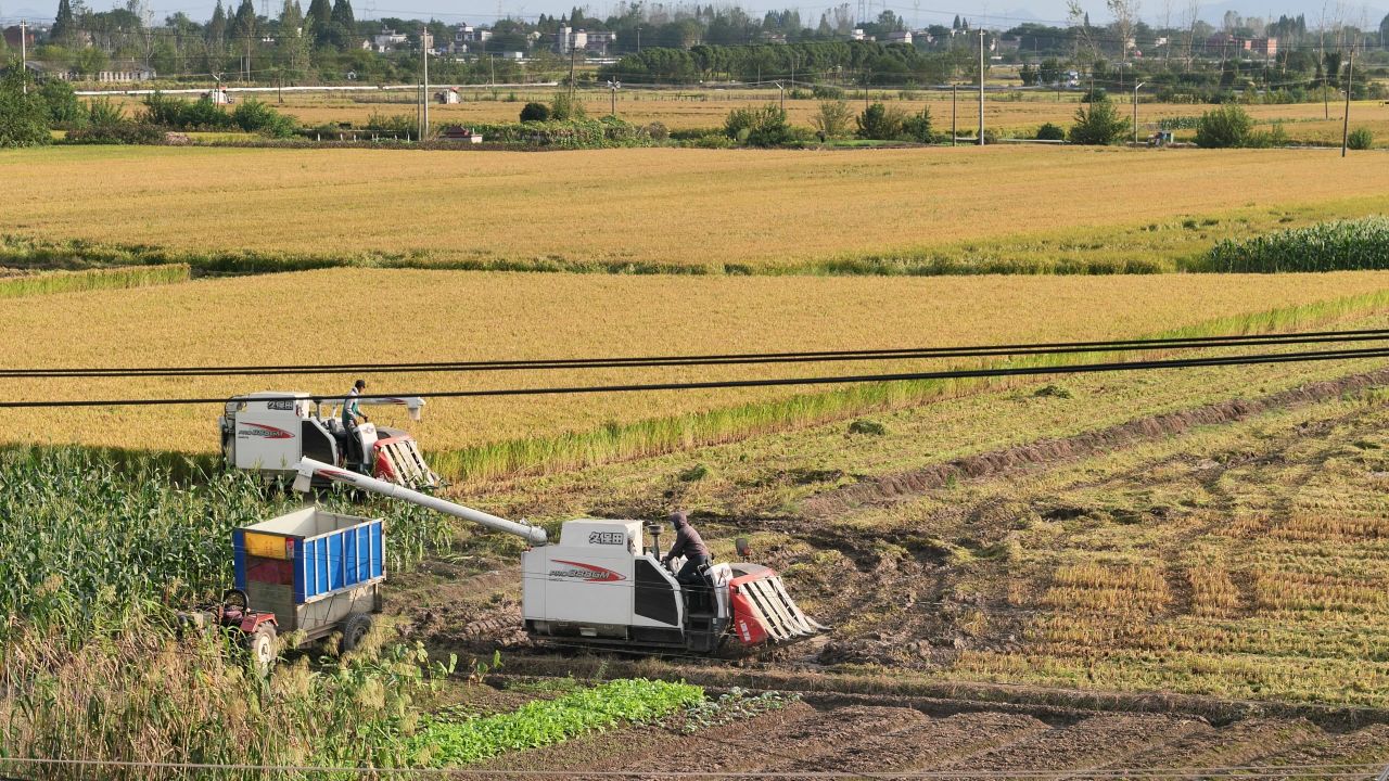 农民收割粮食水稻