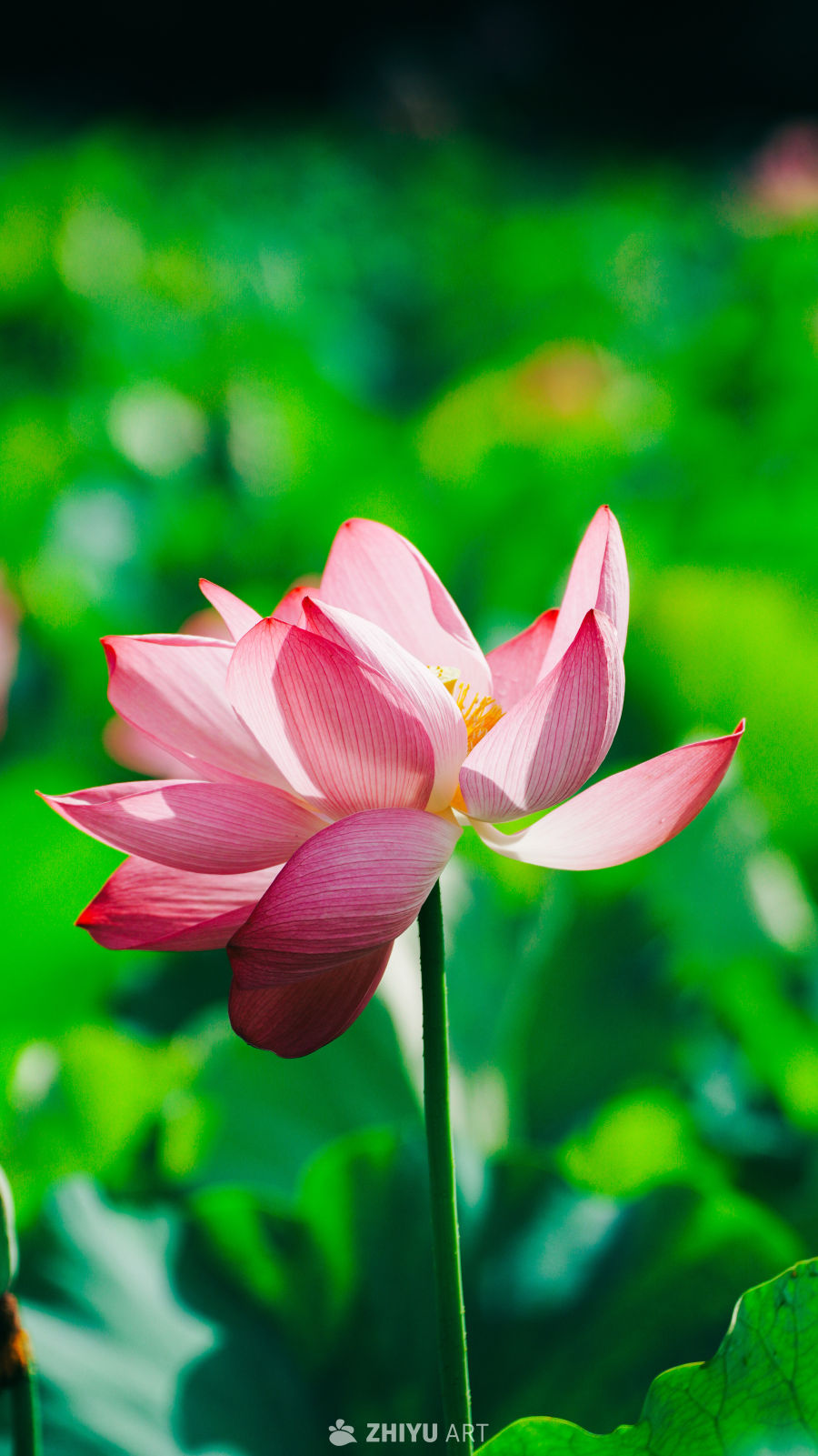 粉嫩莲花绽放