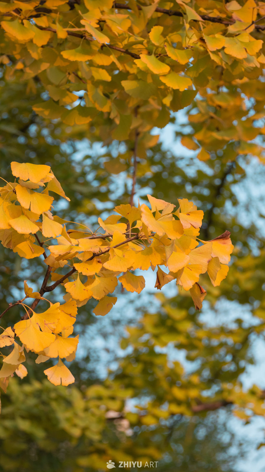 金黄银杏叶