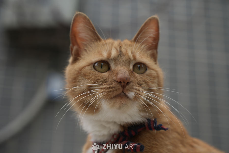 猫咪 14