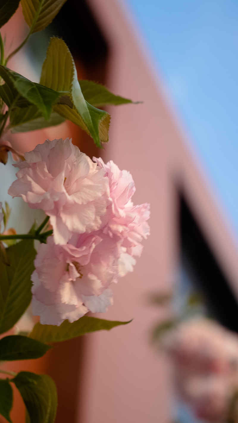 芳菲璇玑