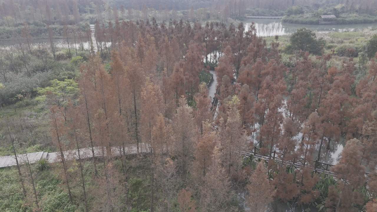 冬日的湿地 12