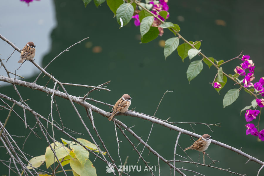 三只麻雀栖息紫花枝头