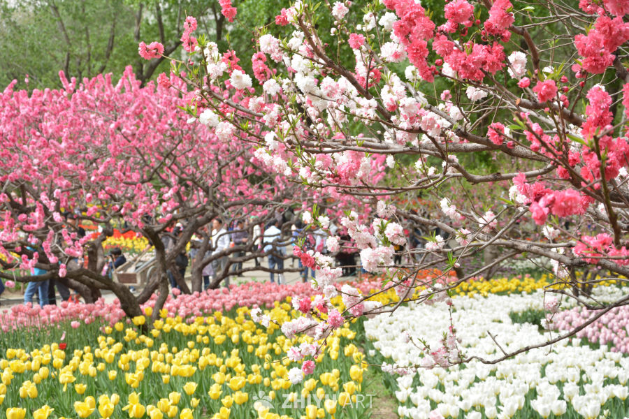 山桃花