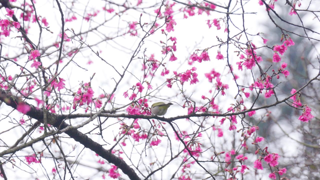 春暖花开樱花树小鸟飞