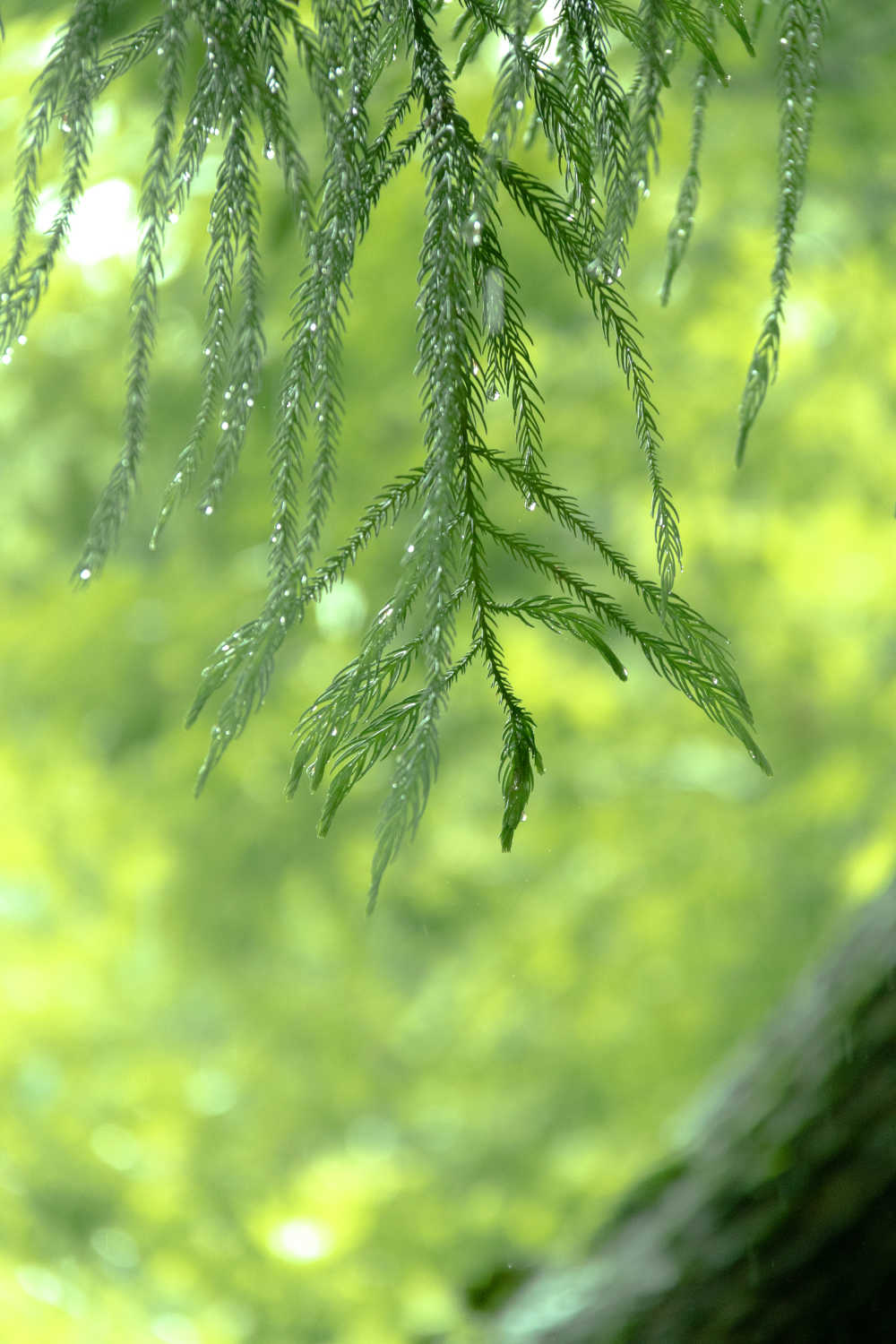 春雨如酥