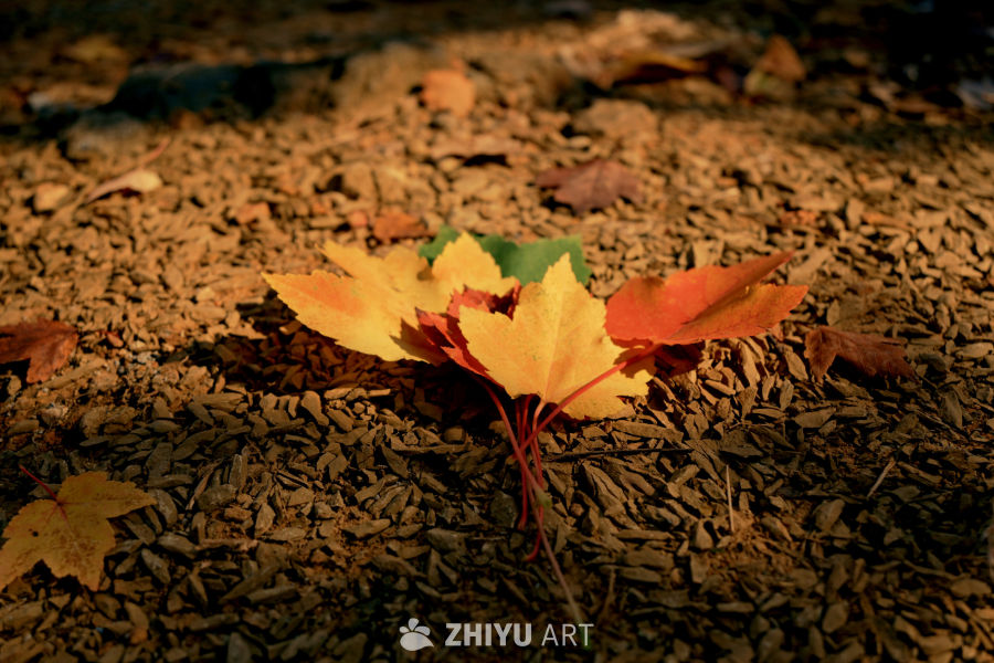 秋日落叶静美