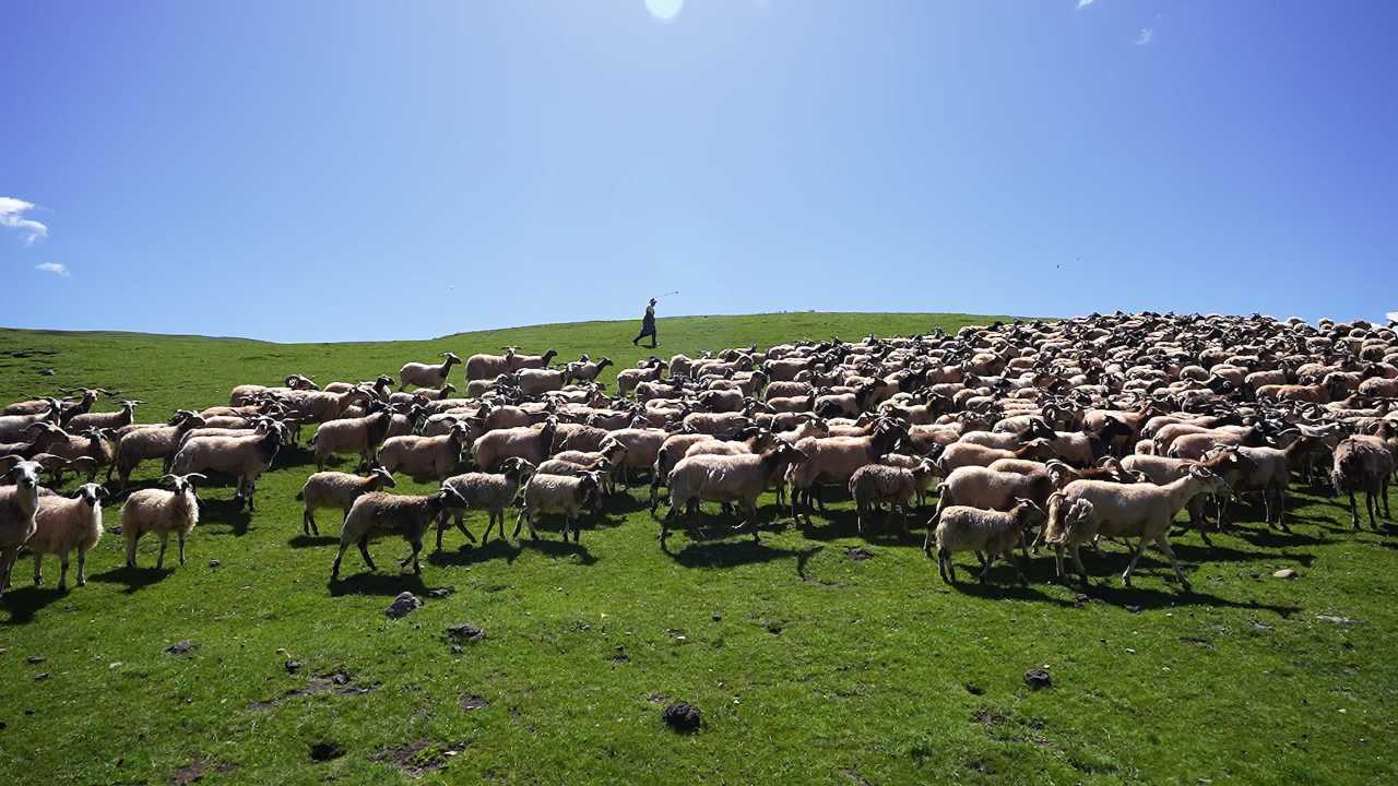 牛羊群在青山绿水间悠闲漫步