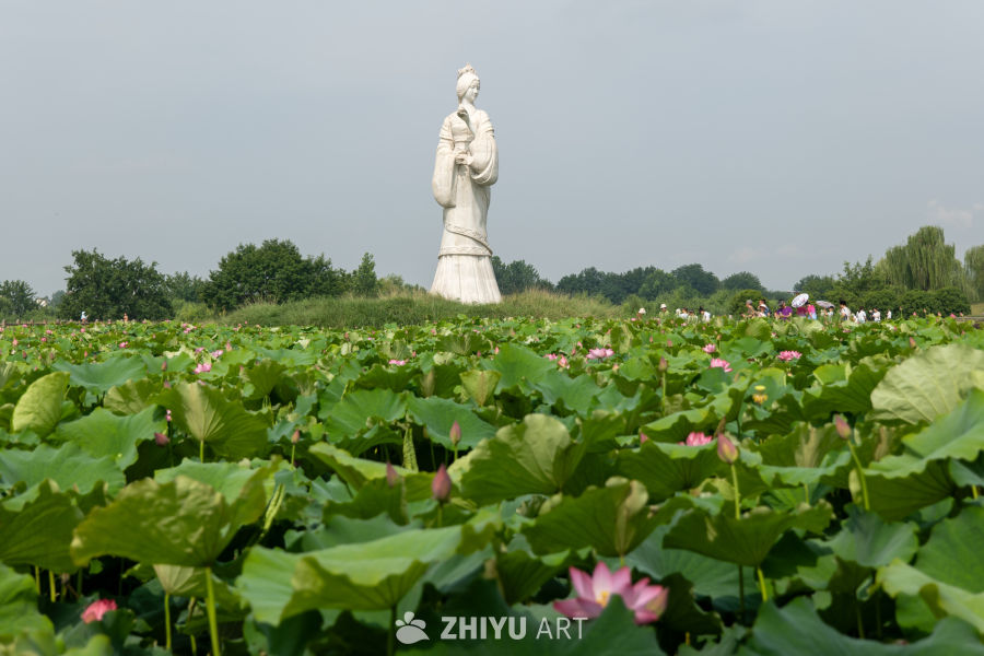 荷花 143