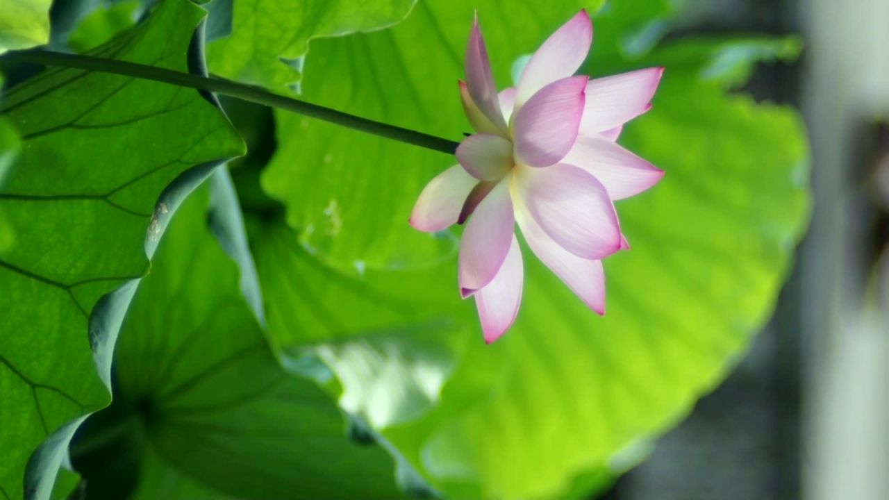 荷花 4