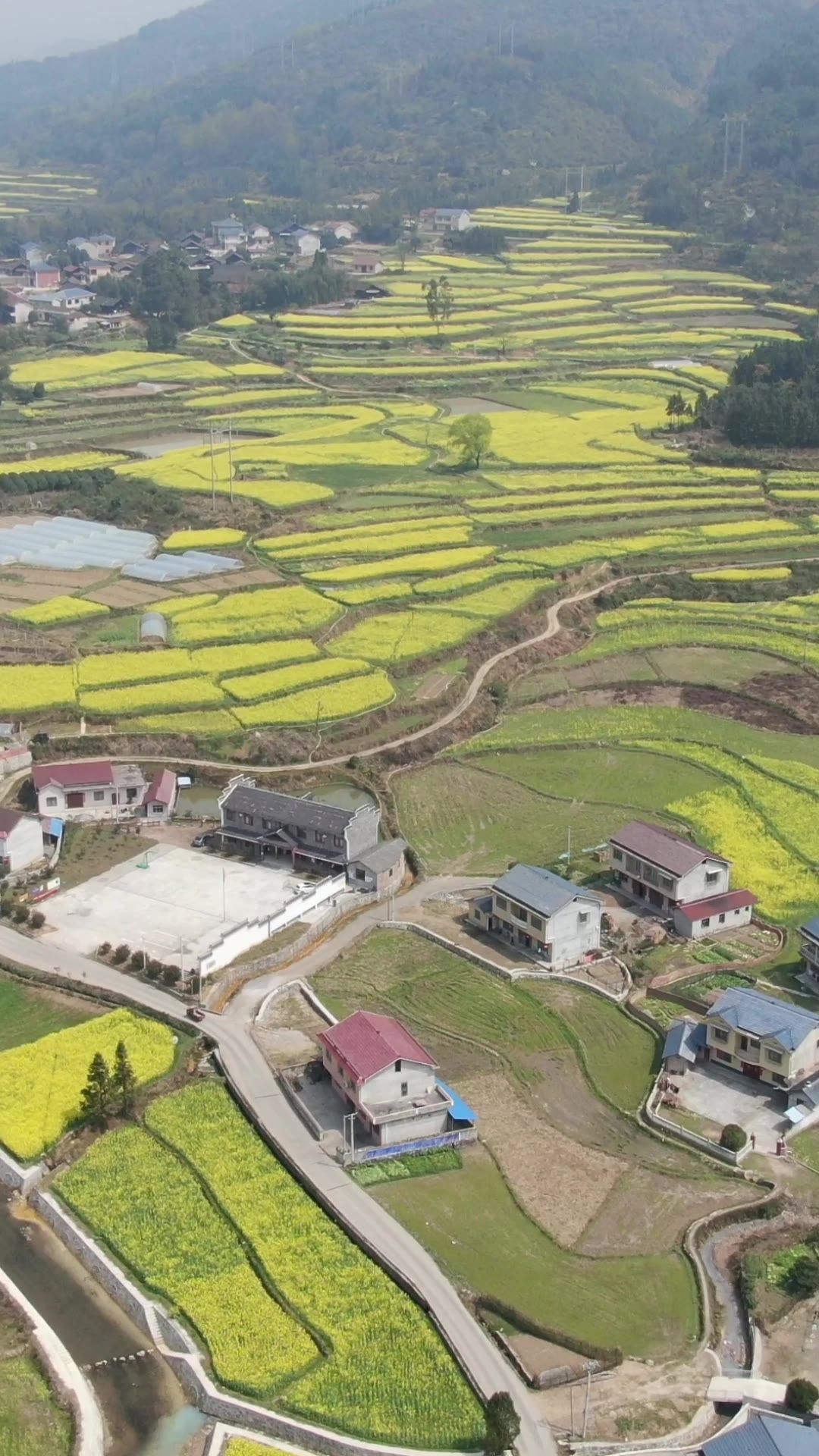  美丽乡村油菜花竖屏航拍