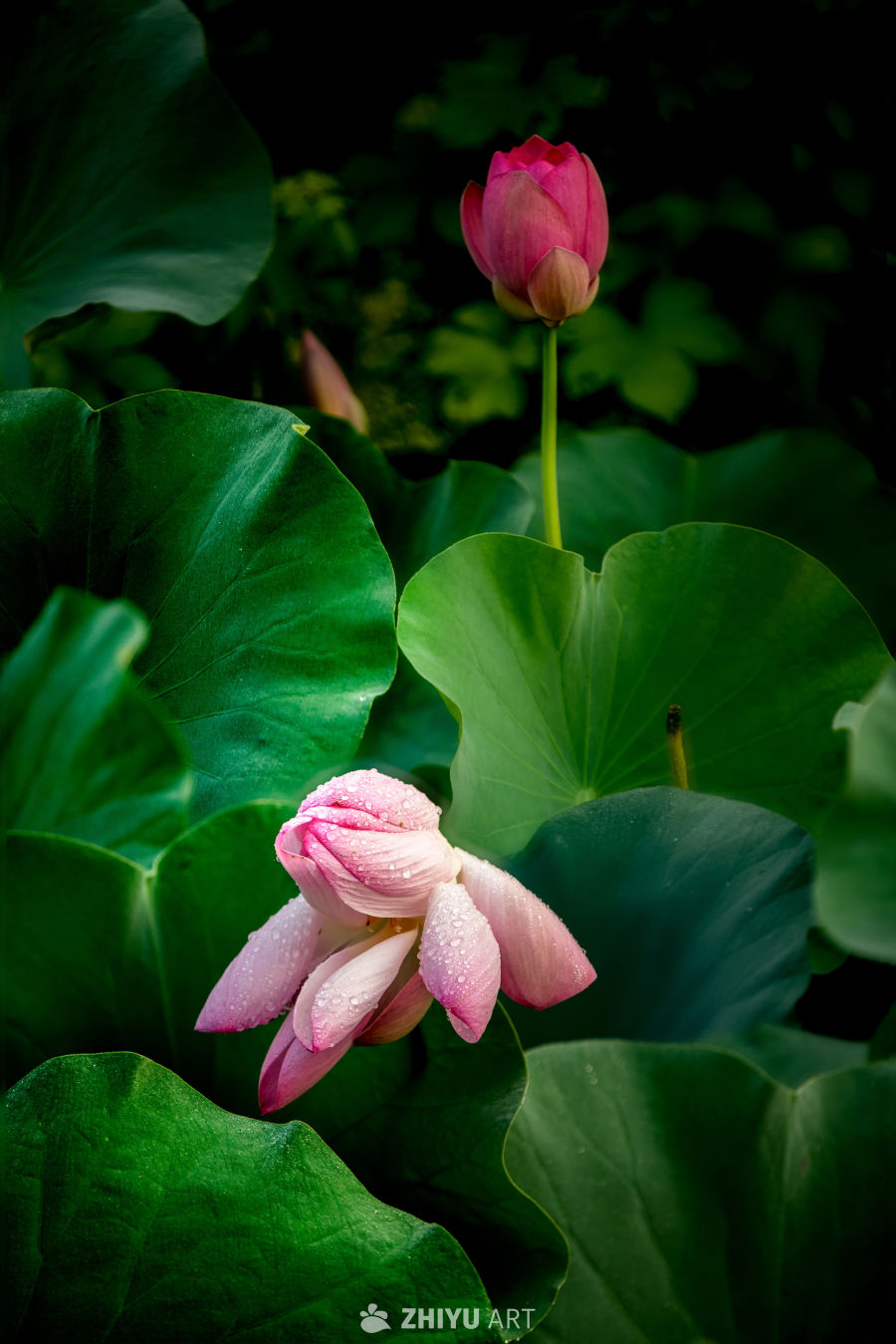 粉红莲花与绿叶
