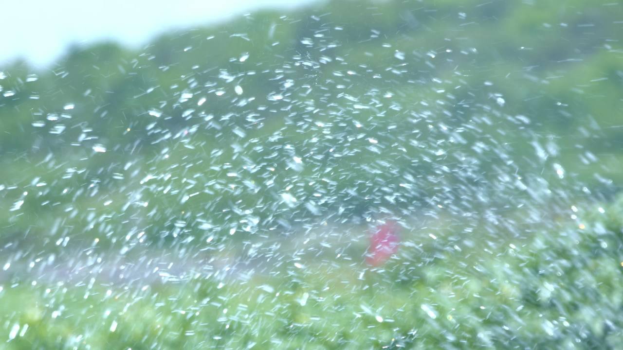 雨中绿意