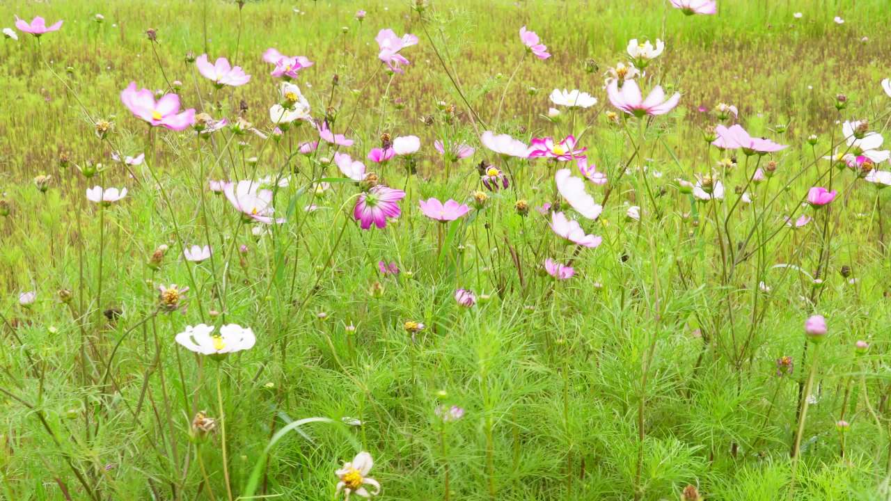 田野中的花海