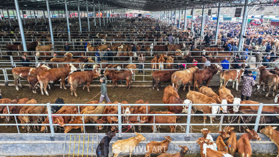 航拍贵州畜牧交易市场 牛市交易 21