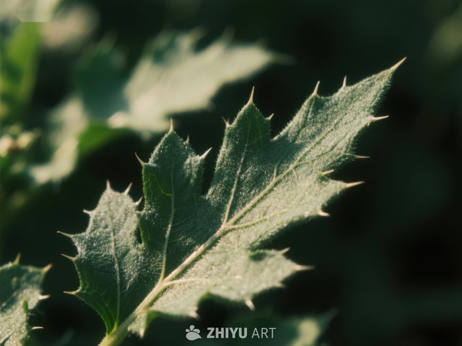 带刺绿叶的特写 102
