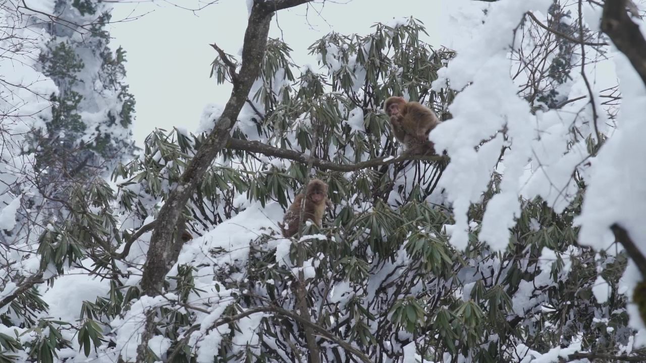 大雪后峨眉山树林中的猴子