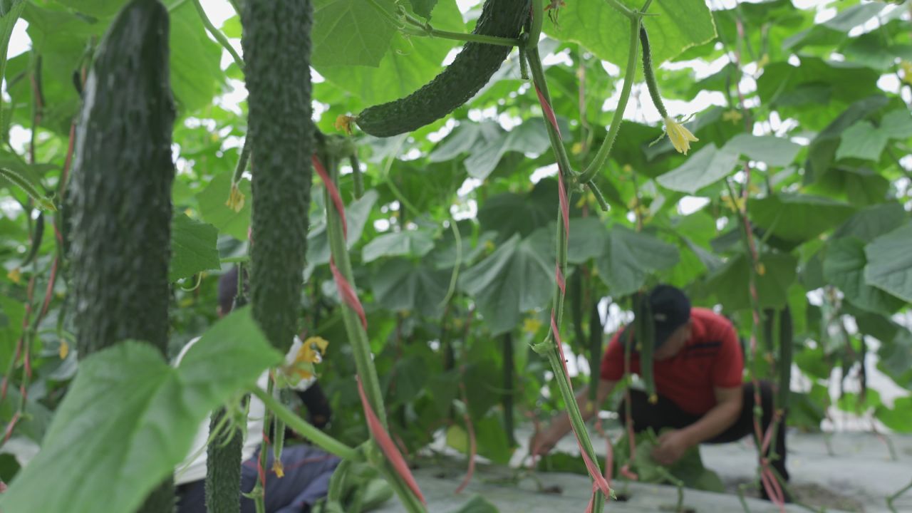 黄瓜种植 21